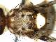 Ceratitis taitaensis De Meyer & Copeland, 2016