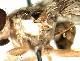 Ceratitis taitaensis De Meyer & Copeland, 2016