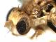 Ceratitis flavipennata De Meyer & Virgilio, 2016