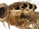 Ceratitis flavipennata De Meyer & Virgilio, 2016