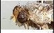 Ceratitis stipula De Meyer & Freidberg, 2006