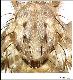 Ceratitis stipula De Meyer & Freidberg, 2006