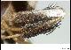 Ceratitis stipula De Meyer & Freidberg, 2006