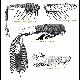 Ceratitis paracolae De Meyer & Freidberg, 2006