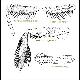 Ceratitis obtusicuspis De Meyer & Freidberg, 2006