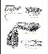 Ceratitis barbata De Meyer & Freidberg, 2006