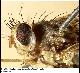 Ceratitis cristata Bezzi, 1920