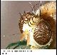 Ceratitis cristata Bezzi, 1920