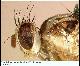 Ceratitis cristata Bezzi, 1920