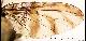 Ceratitis cristata Bezzi, 1920